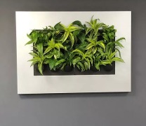 Acre Showcasing Living Frames and Moss Panels